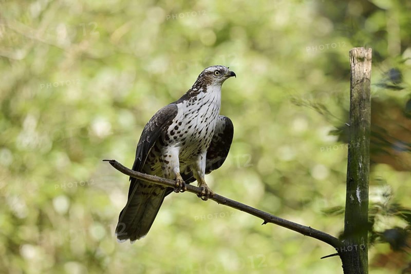 Honey buzzard (Pernis apivorus), Bavaria, Germany