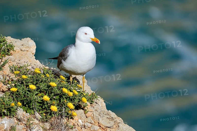 Mediterranean gull (Larus michahellis) standing on a rock with a flowering coastal beach star or golden taler (Pallenis maritima, Asteriscus maritimus), Algarve, Portugal