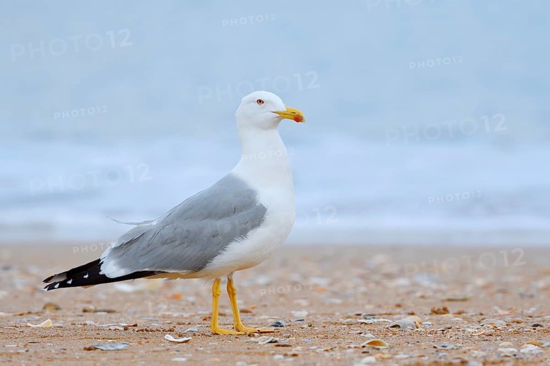 Mediterranean gull (Larus michahellis) on the beach, Algarve, Portugal