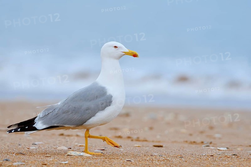 Mediterranean gull (Larus michahellis) on the beach, Algarve, Portugal