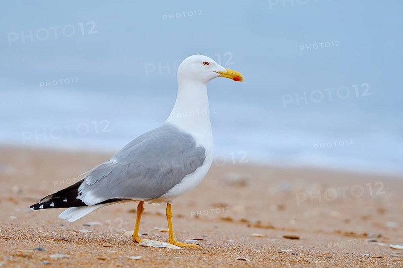 Mediterranean gull (Larus michahellis) on the beach, Algarve, Portugal