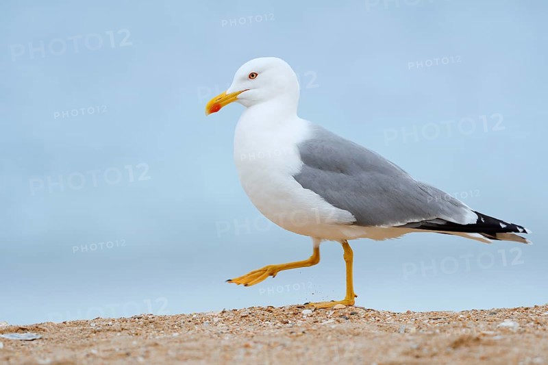 Mediterranean gull (Larus michahellis) on the beach, Algarve, Portugal