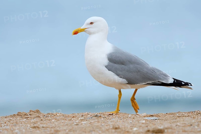 Mediterranean gull (Larus michahellis) on the beach, Algarve, Portugal