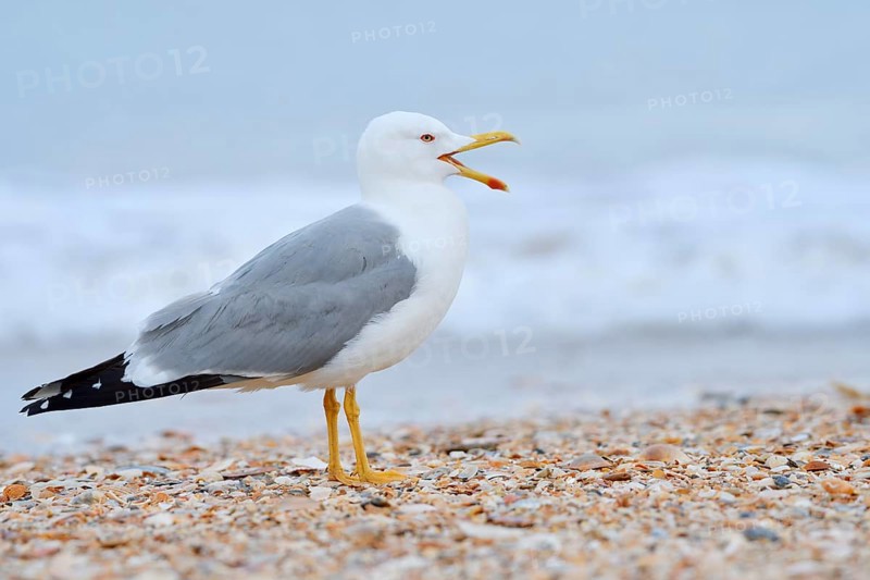Mediterranean Gull (Larus michahellis) stands calling on the beach, Algarve, Portugal