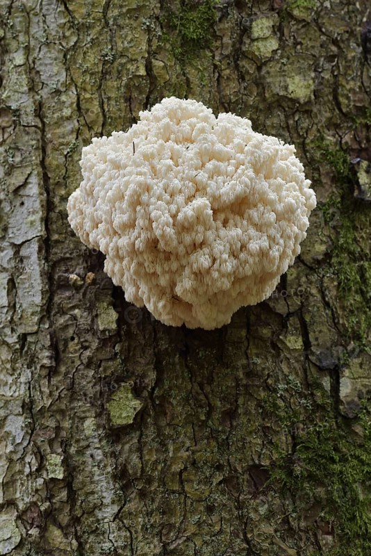 Fir spiny beard (Hericium flagellum) on the trunk of a spruce (Picea), Bavarian Forest National Park, Bavaria, Germany