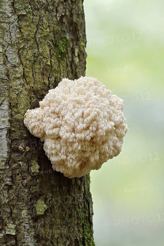 Fir spiny beard (Hericium flagellum) on the trunk of a spruce (Picea), Bavarian Forest National Park, Bavaria, Germany