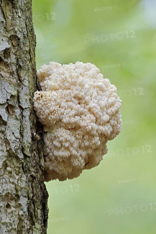 Fir spiny beard (Hericium flagellum) on the trunk of a spruce (Picea), Bavarian Forest National Park, Bavaria, Germany