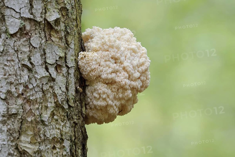 Fir spiny beard (Hericium flagellum) on the trunk of a spruce (Picea), Bavarian Forest National Park, Bavaria, Germany