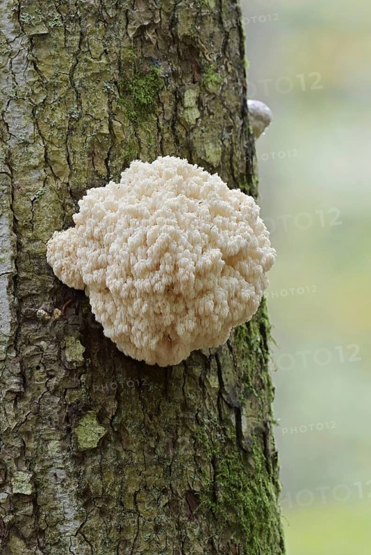 Fir spiny beard (Hericium flagellum) on the trunk of a spruce (Picea), Bavarian Forest National Park, Bavaria, Germany