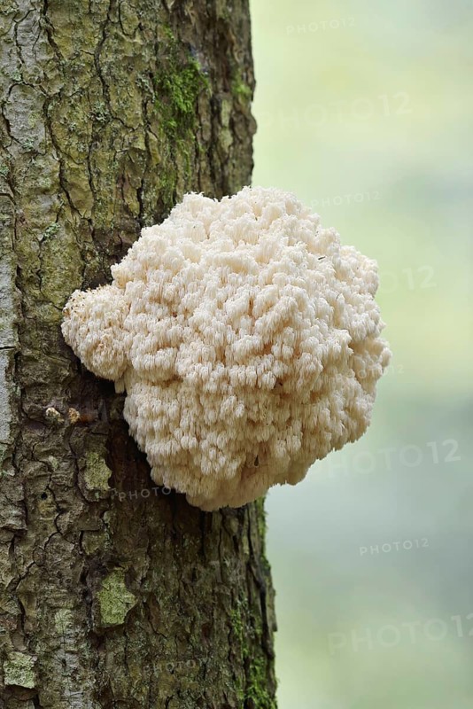 Fir spiny beard (Hericium flagellum) on the trunk of a spruce (Picea), Bavarian Forest National Park, Bavaria, Germany