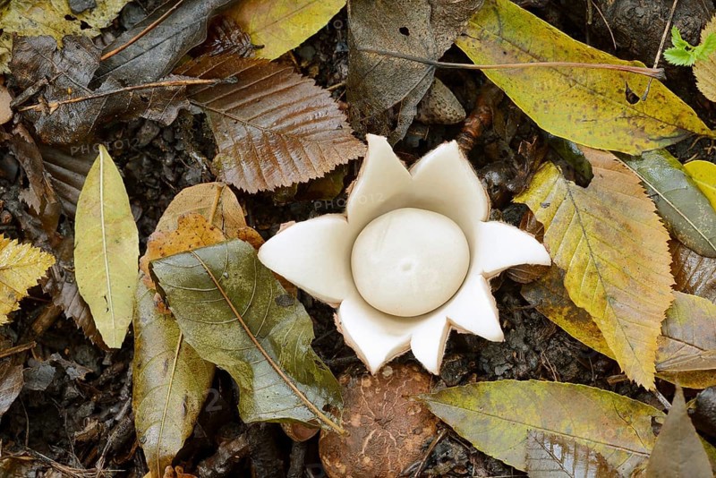 Ruffed earth star (Geastrum triplex) and autumn leaves, North Rhine-Westphalia, Germany