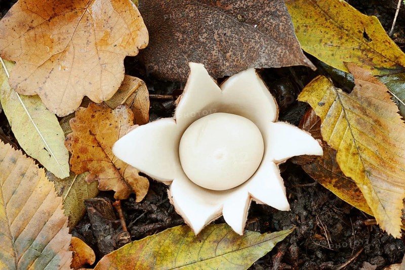 Ruffed earth star (Geastrum triplex) and autumn leaves, North Rhine-Westphalia, Germany