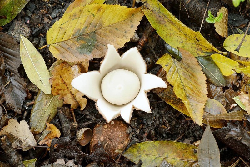Ruffed earth star (Geastrum triplex) and autumn leaves, North Rhine-Westphalia, Germany