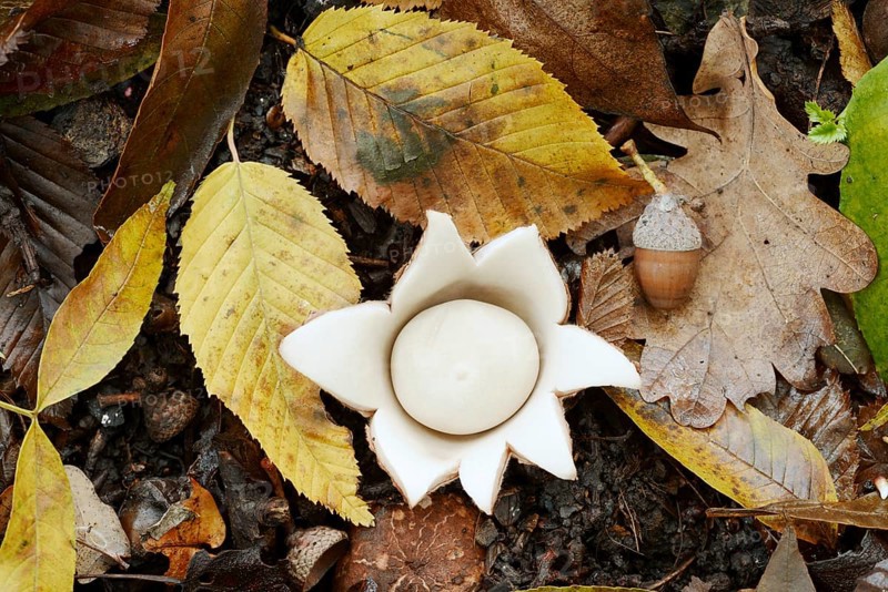 Ruffed earth star (Geastrum triplex) and autumn leaves, North Rhine-Westphalia, Germany