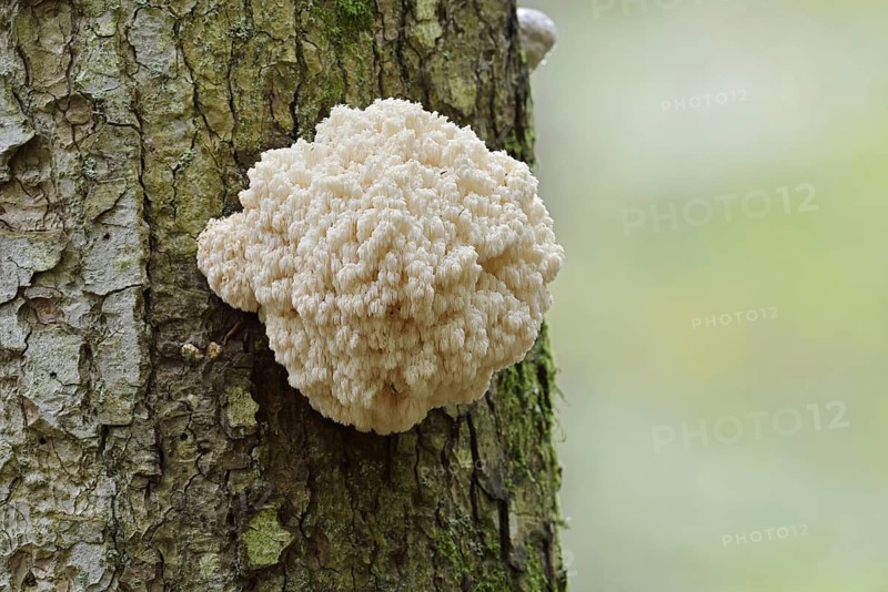 Fir spiny beard (Hericium flagellum) on the trunk of a spruce (Picea), Bavarian Forest National Park, Bavaria, Germany