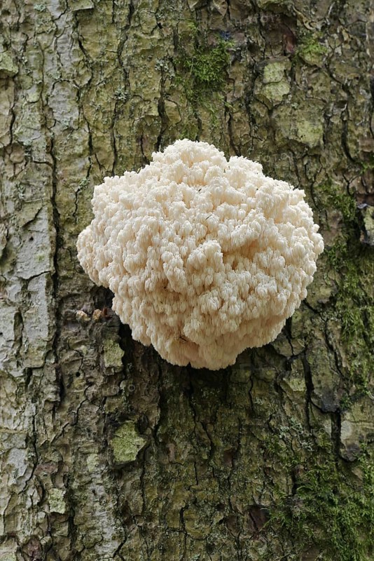 Fir spiny beard (Hericium flagellum) on the trunk of a spruce (Picea), Bavarian Forest National Park, Bavaria, Germany