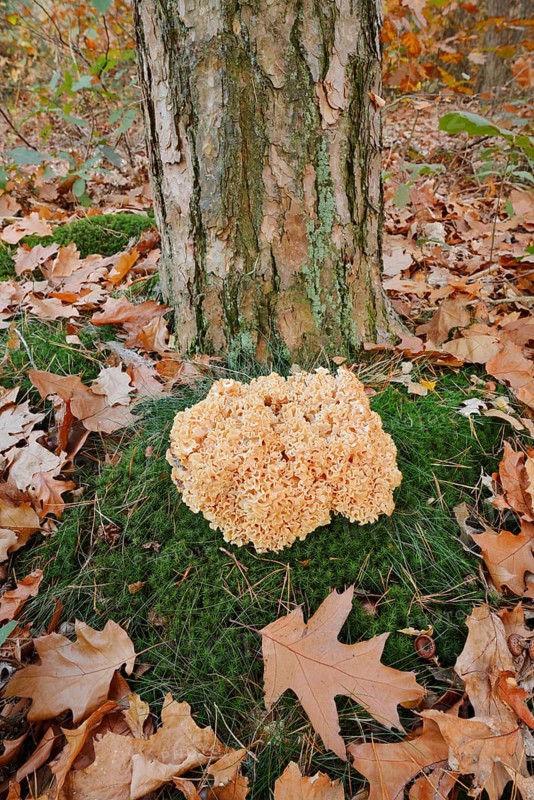 Wood Cauliflower fungus or fat hen (Wood Cauliflower crispa) in autumn, Gelderland, Netherlands