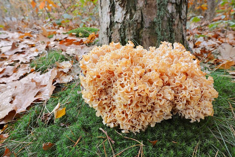 Wood Cauliflower fungus or fat hen (Wood Cauliflower crispa) in autumn, Gelderland, Netherlands