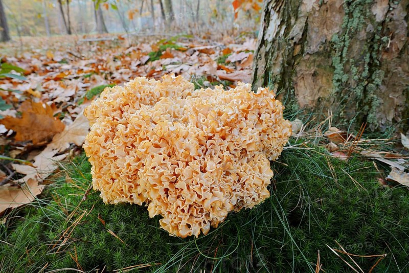 Wood Cauliflower fungus or fat hen (Wood Cauliflower crispa) in autumn, Gelderland, Netherlands