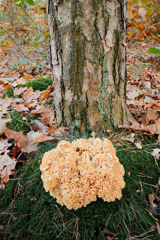 Wood Cauliflower fungus or fat hen (Wood Cauliflower crispa) in autumn, Gelderland, Netherlands