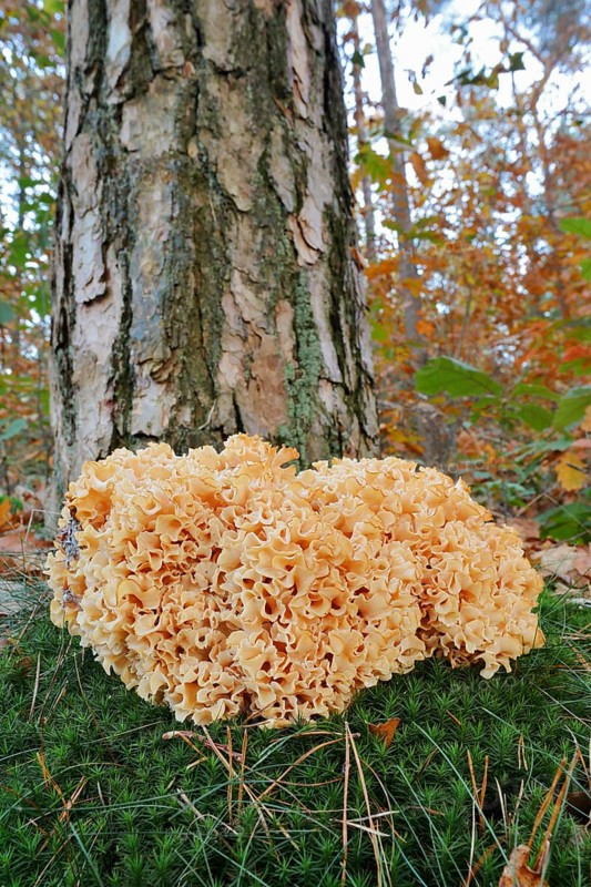 Wood Cauliflower fungus or fat hen (Wood Cauliflower crispa) in autumn, Gelderland, Netherlands