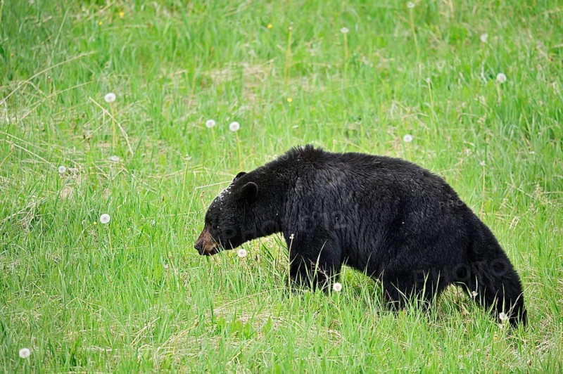 American Black Bear (Ursus americanus), Jasper National Park, Alberta, Canada