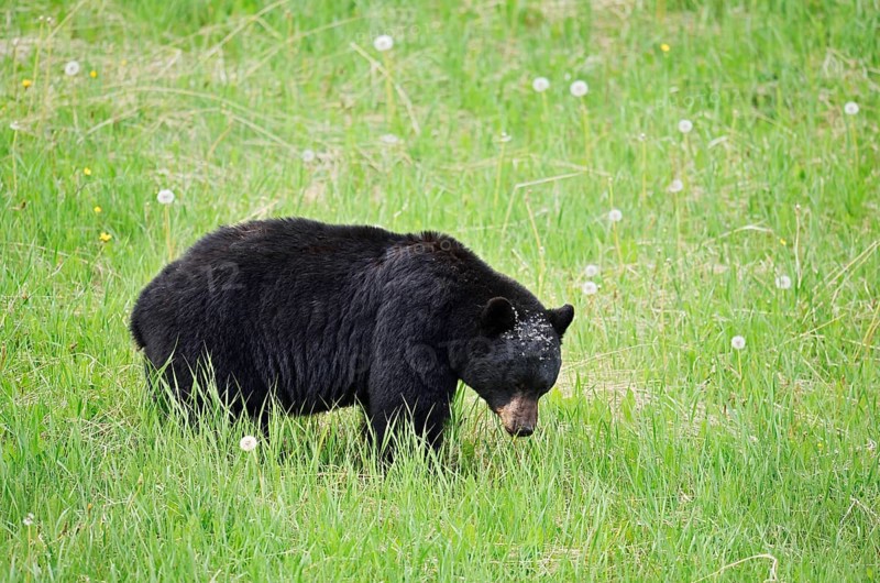 American Black Bear (Ursus americanus) eating plants, Jasper National Park, Alberta, Canada