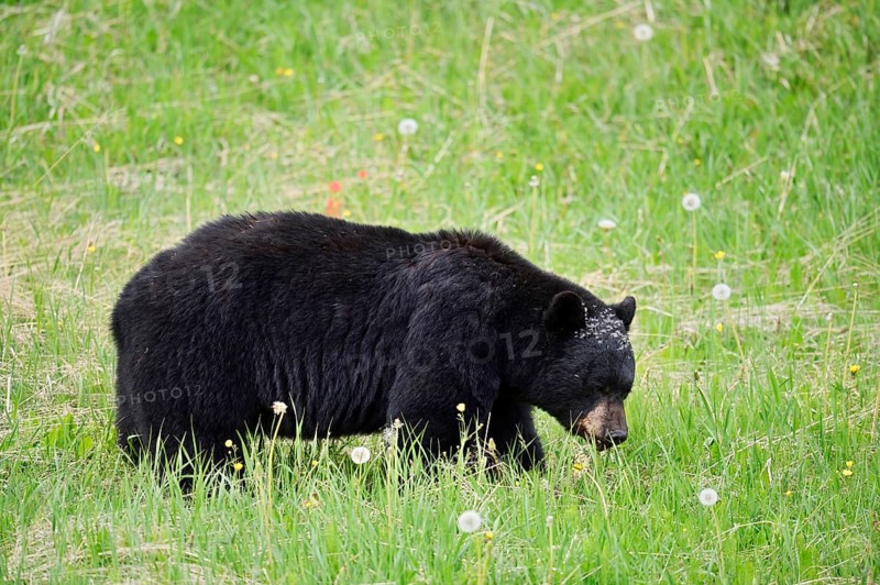American Black Bear (Ursus americanus) eating plants, Jasper National Park, Alberta, Canada