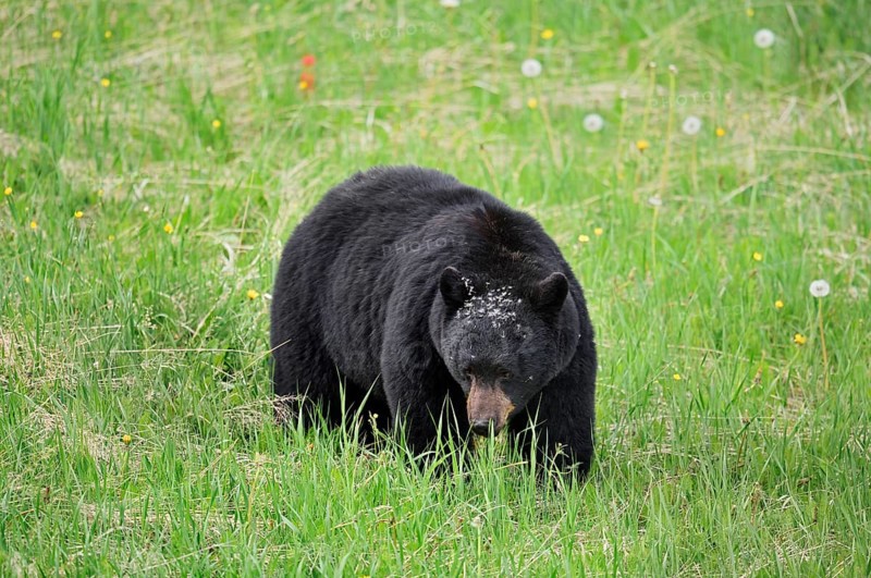 American Black Bear (Ursus americanus) eating plants, Jasper National Park, Alberta, Canada