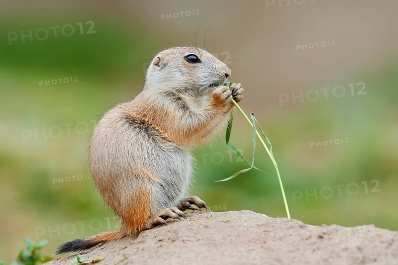 Black-tailed prairie dog (Cynomys ludovicianus), young sits on the burrow and eats a blade of grass, captive, occurrence in North America