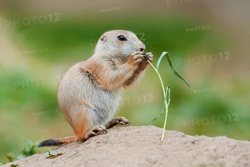 Black-tailed prairie dog (Cynomys ludovicianus), young sits on the burrow and eats a blade of grass, captive, occurrence in North America