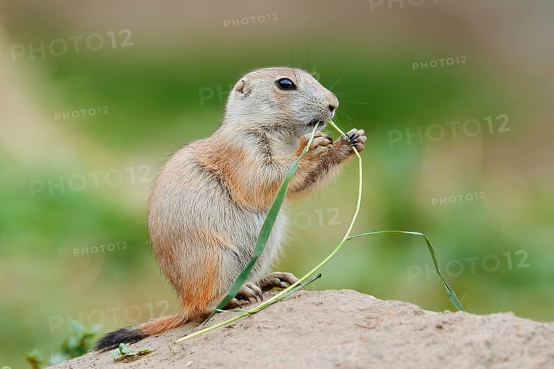 Black-tailed prairie dog (Cynomys ludovicianus), young sits on the burrow and eats a blade of grass, captive, occurrence in North America
