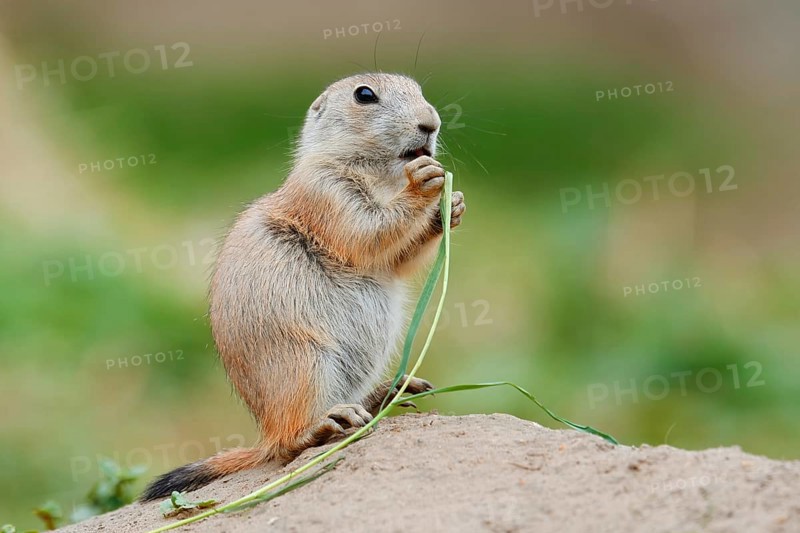 Black-tailed prairie dog (Cynomys ludovicianus), young sits on the burrow and eats a blade of grass, captive, occurrence in North America