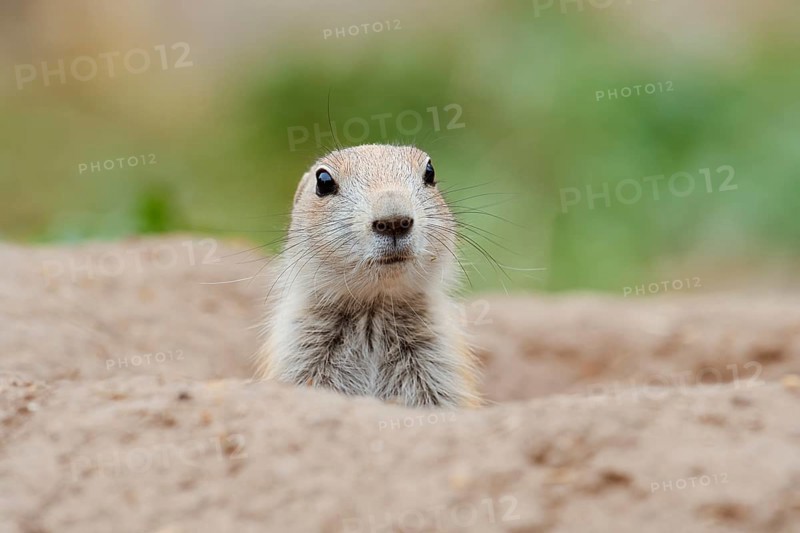 Black-tailed prairie dog (Cynomys ludovicianus), young animal looks out of the den, captive, occurrence in North America