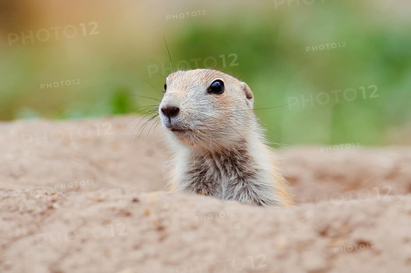 Black-tailed prairie dog (Cynomys ludovicianus), young animal looks out of the den, captive, occurrence in North America