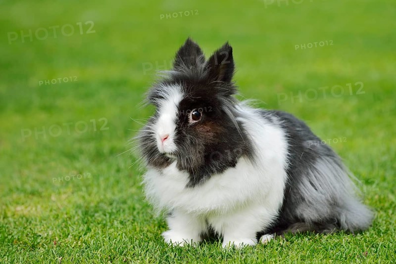 Lionhead rabbit (Oryctolagus cuniculus forma domestica) in a meadow, North Rhine-Westphalia, Germany
