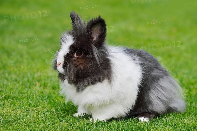 Lionhead rabbit (Oryctolagus cuniculus forma domestica) in a meadow, North Rhine-Westphalia, Germany