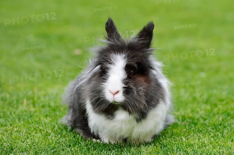 Lionhead rabbit (Oryctolagus cuniculus forma domestica) in a meadow, North Rhine-Westphalia, Germany