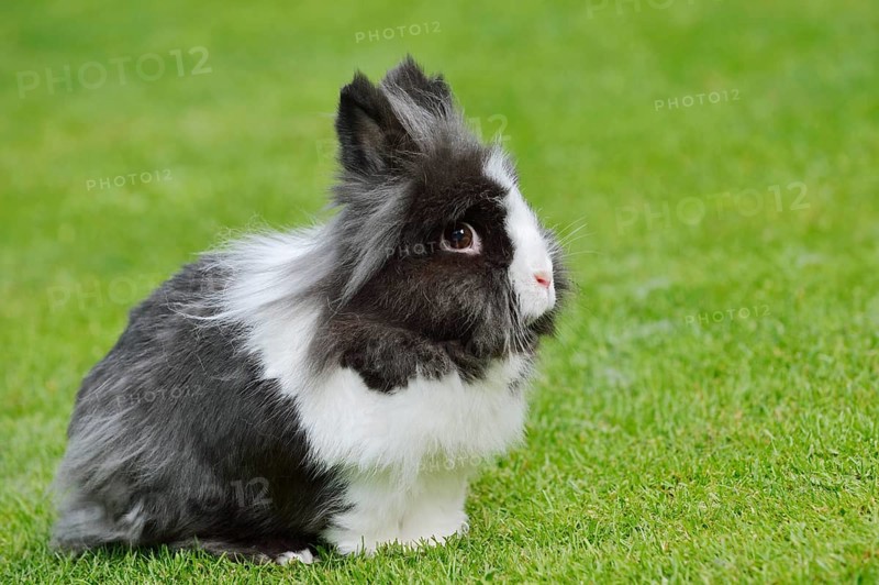Lionhead rabbit (Oryctolagus cuniculus forma domestica) in a meadow, North Rhine-Westphalia, Germany