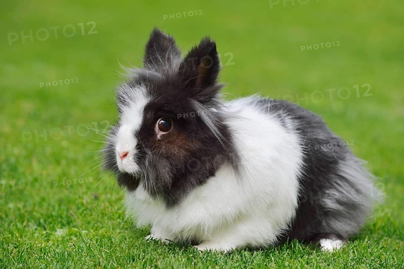 Lionhead rabbit (Oryctolagus cuniculus forma domestica) in a meadow, North Rhine-Westphalia, Germany
