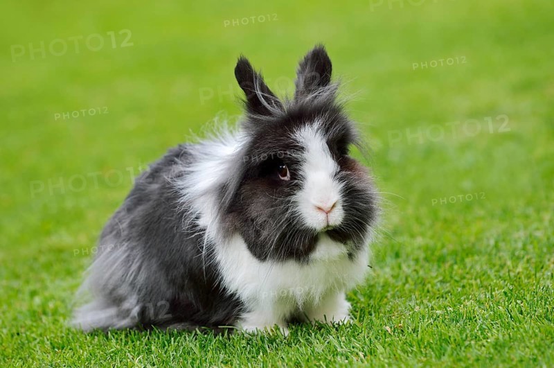 Lionhead rabbit (Oryctolagus cuniculus forma domestica) in a meadow, North Rhine-Westphalia, Germany