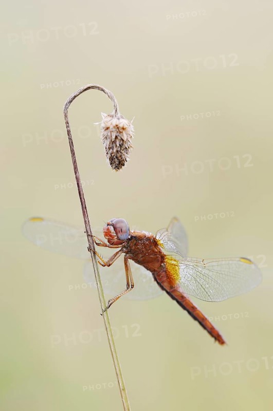 Scarlet Dragonfly (Crocothemis erythraea), male coloured female, North Rhine-Westphalia, Germany