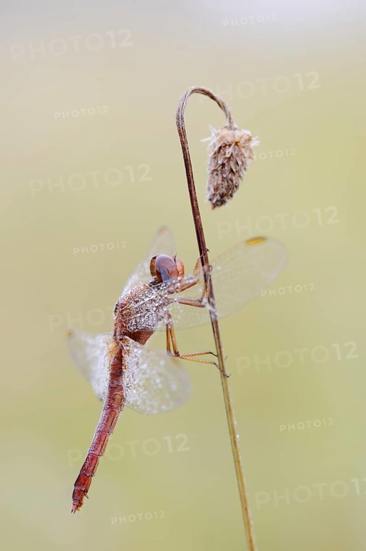 Scarlet Dragonfly (Crocothemis erythraea), male coloured female, North Rhine-Westphalia, Germany