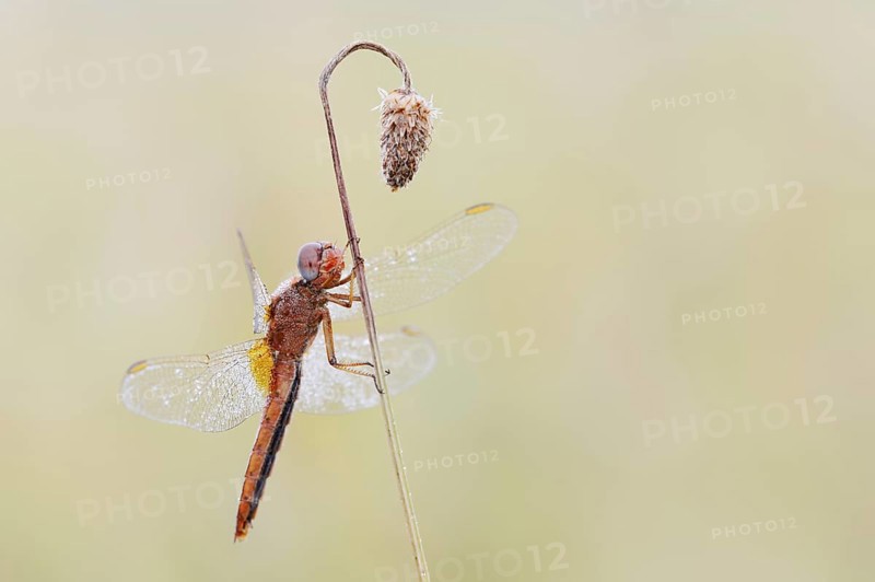 Scarlet Dragonfly (Crocothemis erythraea), male coloured female, North Rhine-Westphalia, Germany