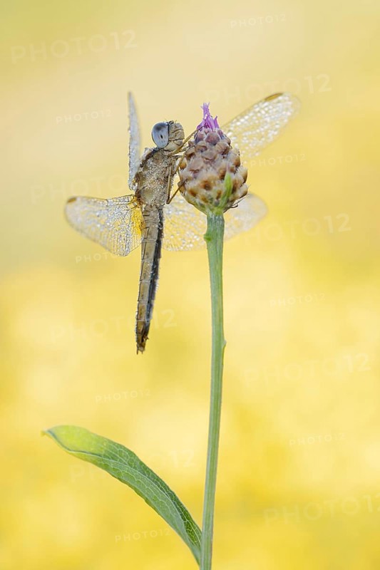 Scarlet Dragonfly (Crocothemis erythraea), female, North Rhine-Westphalia, Germany