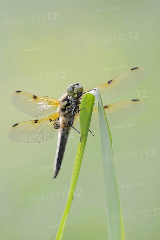 Four-spot (Libellula quadrimaculata), male, North Rhine-Westphalia, Germany