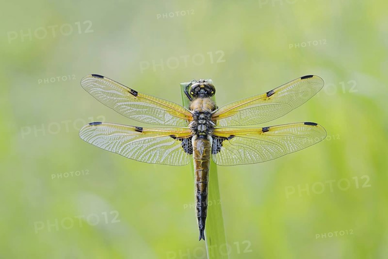 Four-spot (Libellula quadrimaculata), male, North Rhine-Westphalia, Germany