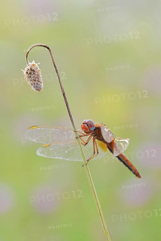 Scarlet Dragonfly (Crocothemis erythraea), male coloured female, North Rhine-Westphalia, Germany
