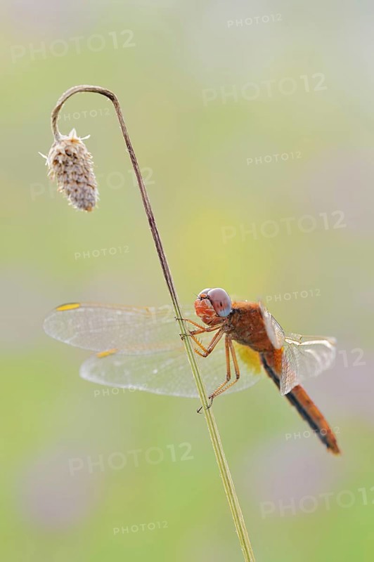 Scarlet Dragonfly (Crocothemis erythraea), male coloured female, North Rhine-Westphalia, Germany