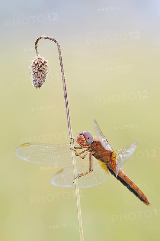 Scarlet Dragonfly (Crocothemis erythraea), male coloured female, North Rhine-Westphalia, Germany